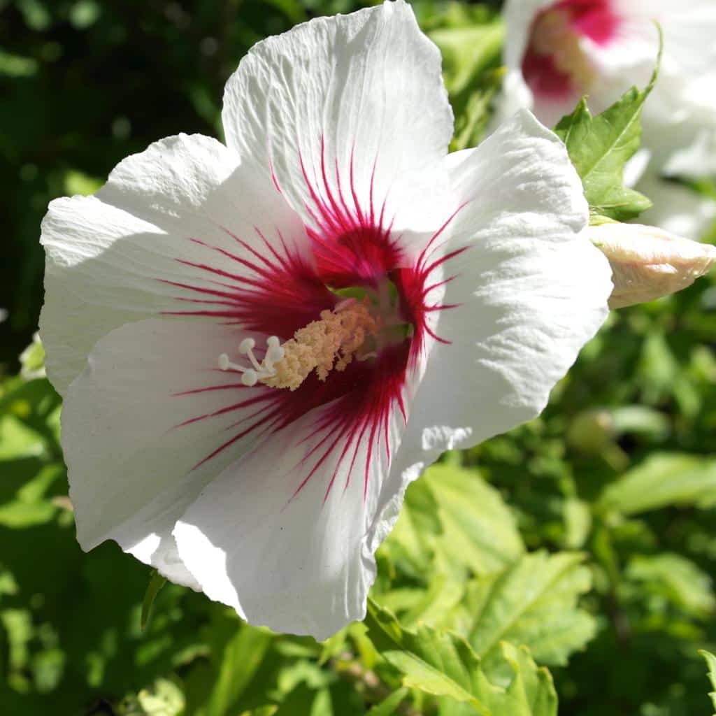 Top 93+ Pictures Images Of Hibiscus Plant Superb 10/2023