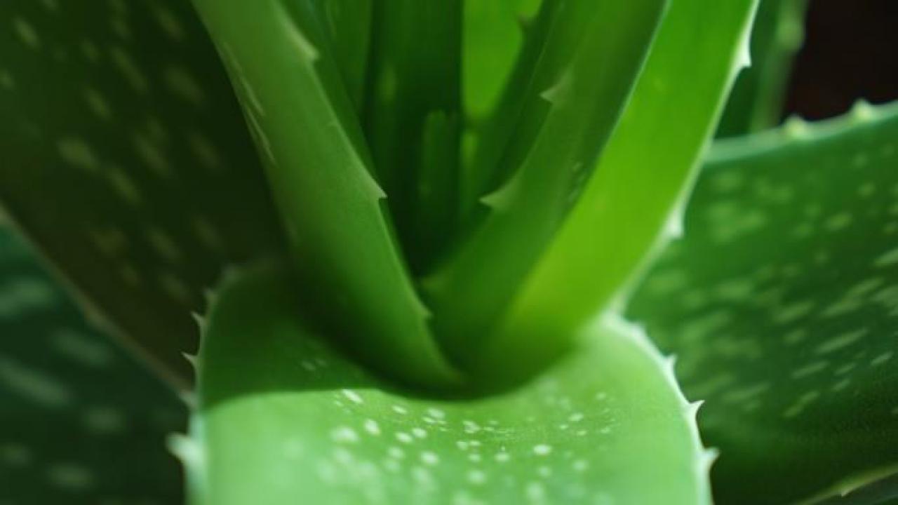 Aloe Vera How To Grow And Care For Aloe Vera Harvest Gel