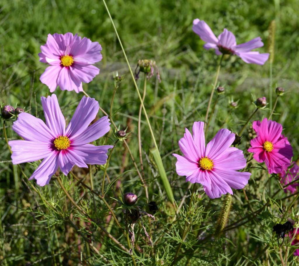 Cosmos Sowing And Caring For These Abundant Flowers