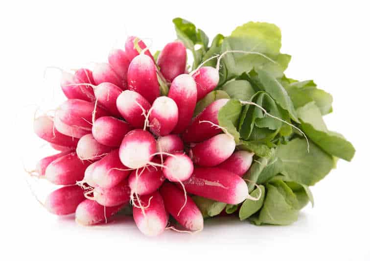 Radish - sowing, growing, caring for and harvesting radishes