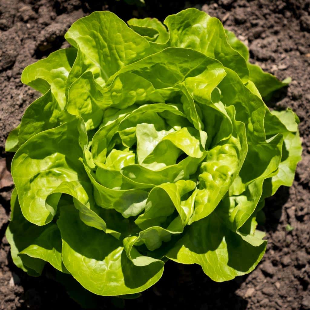 Lettuce Sowing Growing And Caring For The Many Varieties All Year Long