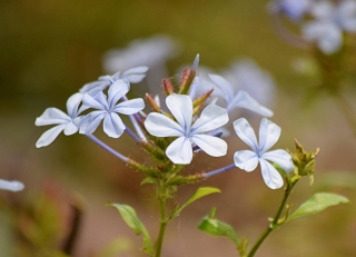 Light blue plumbago collar of flowers opening with greenery in the background