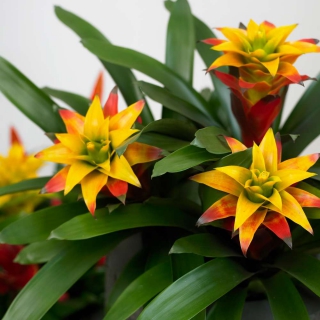 Bromelia guzmania blüht orange und gelb aus dem tiefgrünen Blattwerk.