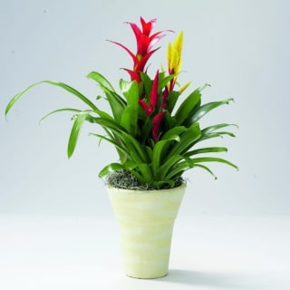 Bromelia guzmania ja bromelia vriesea yhdistettynä ruukkuasetelmassa.