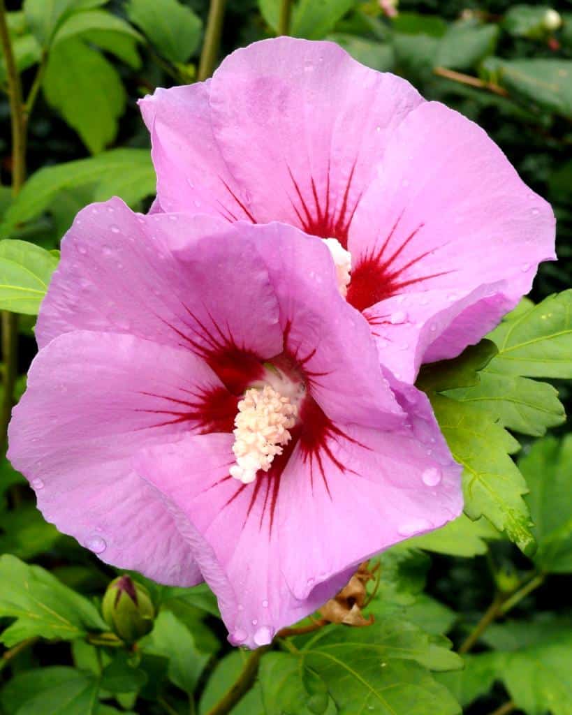 Althea planting, pruning, and advice on caring for it, propagation, blooms