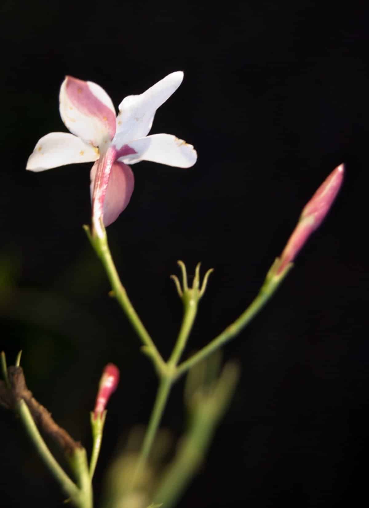 Jasmine Care Pruning And Health Benefits Of Jasmine