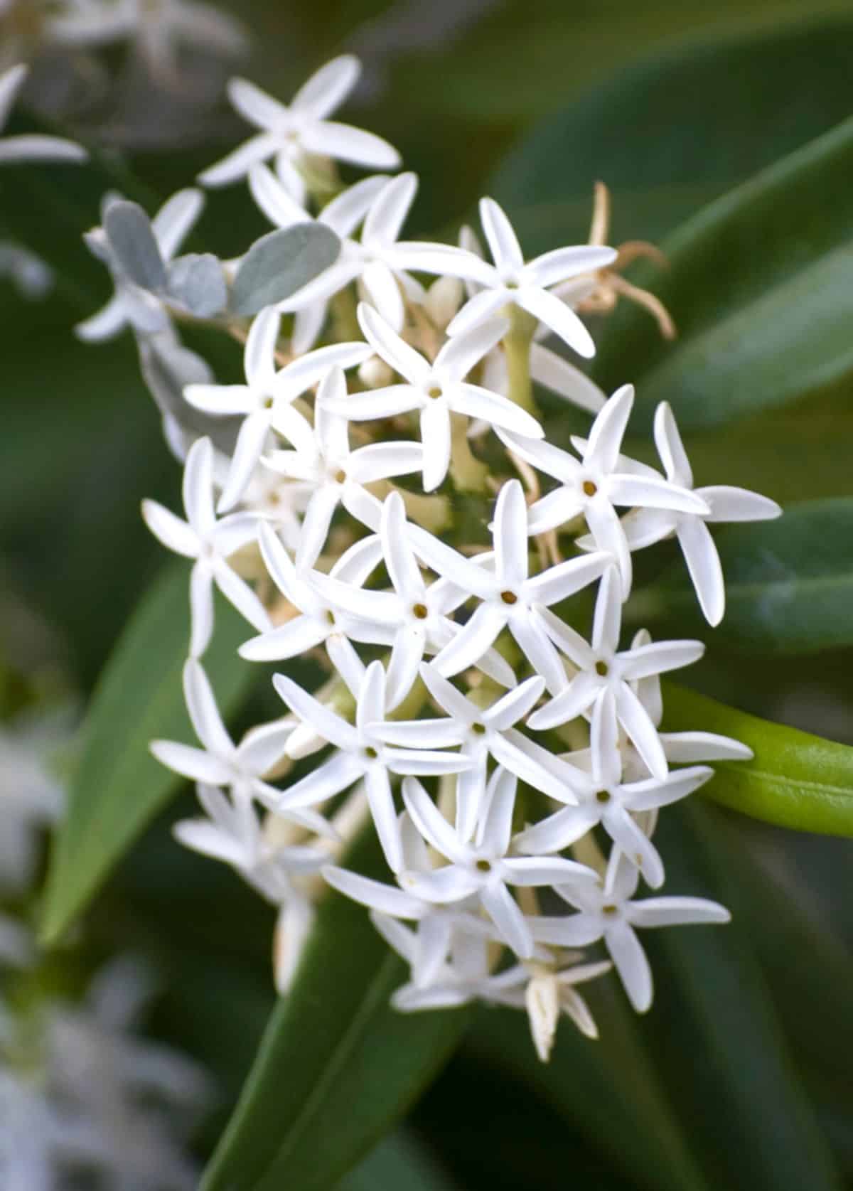 Jasmine care, pruning and health benefits of jasmine