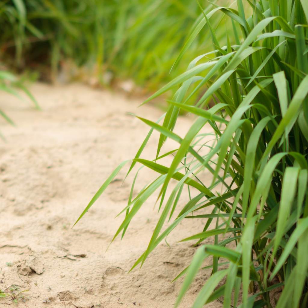 Plants And Vegetables For Sandy Soil How To Amend Sand To Make It Richer