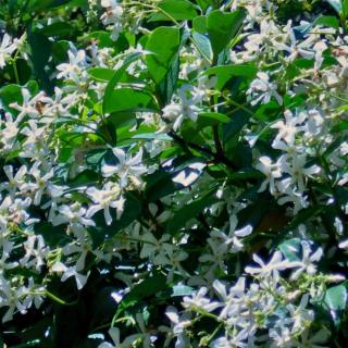 Indian jasmine - Planting, Growing, Care