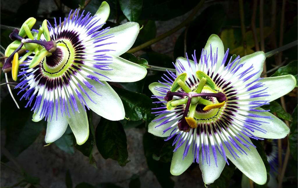 Blue Passion Flower Growing Care Health Benefits And Description