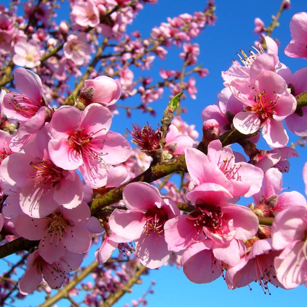 Peach Tree Care In Utah - How to Grow and Care for Peach Trees ...