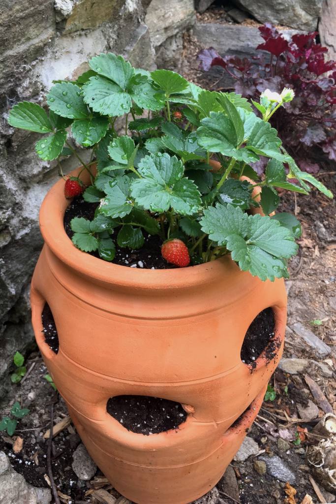 Strawberry Plants Advice On Planting And Care Varieties Video Tips 