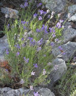 Spike lavender – planting, pruning and care for this viper-related ...