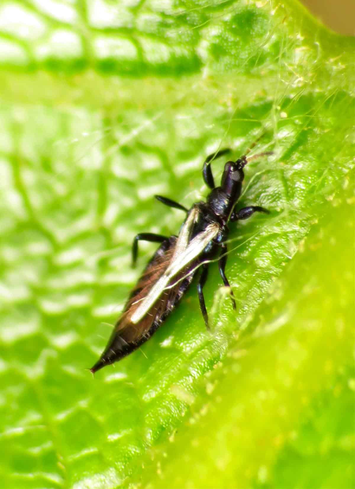 thrips-itsy-bitsy-insects-that-spell-out-life-and-death-to-plants