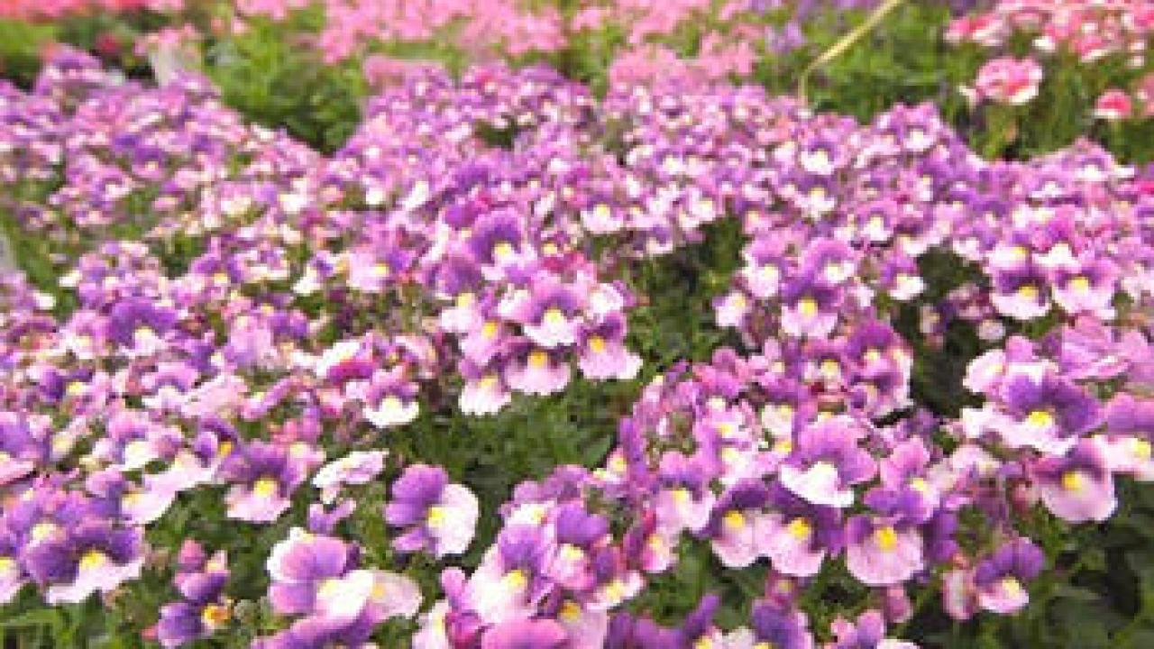 Nemesia Perennial Flower Best Flower Site