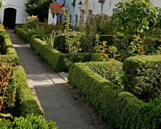 Hedges, shrubs and rose trees care and pruning in April.