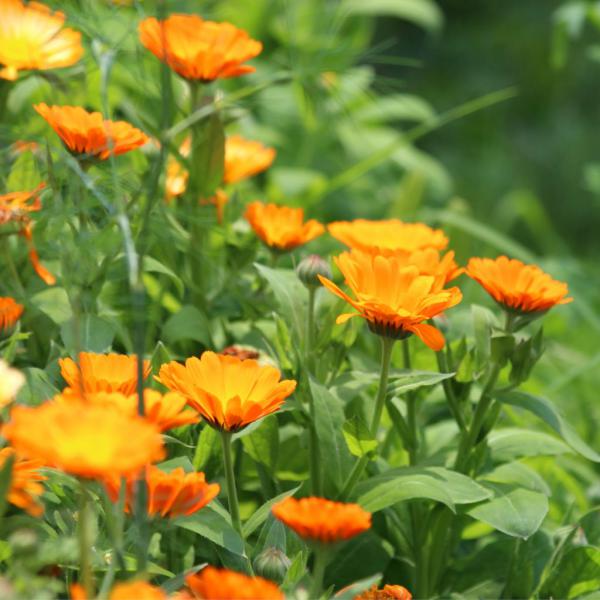 Marigold - Sowing, Growing and Care