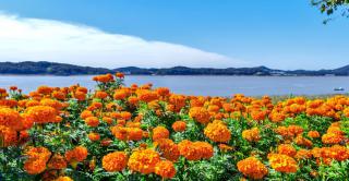 Marigolds growing in a large flowerbed overlooking the sea.