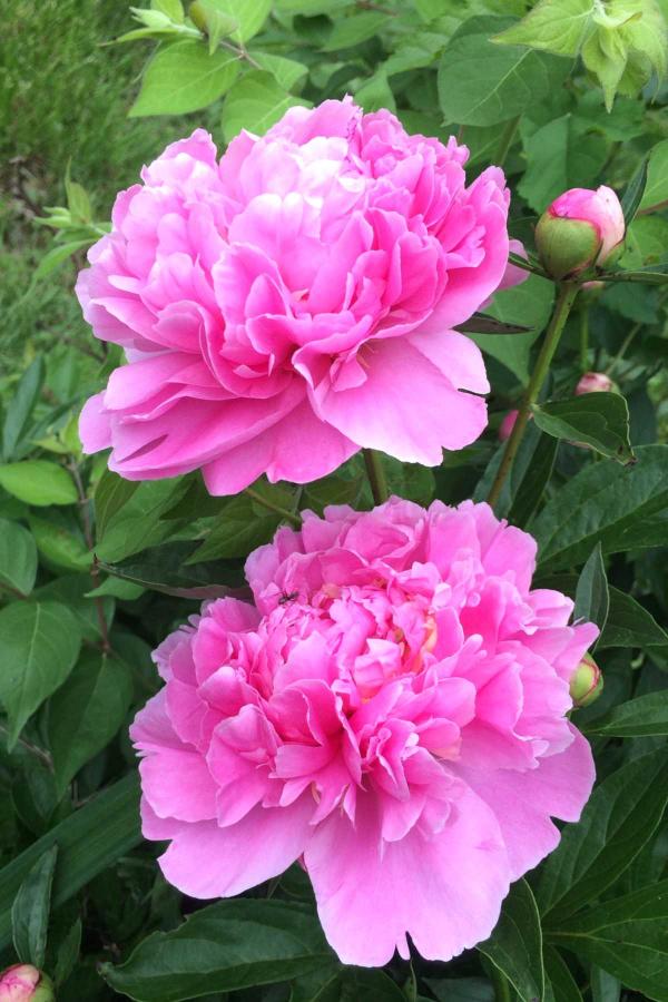 Peony - How to plant, care and grow for peonies