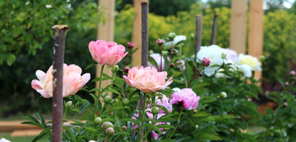 Peony - How To Plant, Care And Grow For Peonies