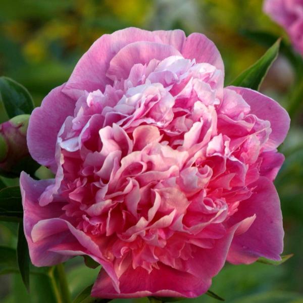 Peony - How to plant, care and grow for peonies