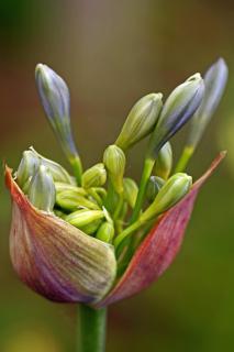 Caring for Agapanthus