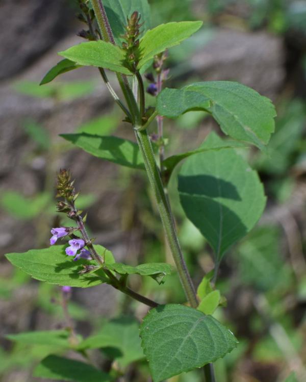 Beardtongue - planting and advice on how to care for it