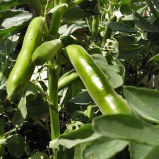 Caring for broad bean