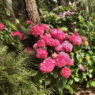 Hydrangea shrub care