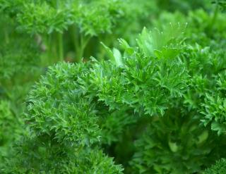 Parsley, a great spice