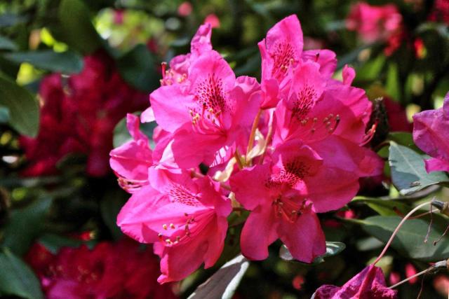 Rhododendron - Growing and Care