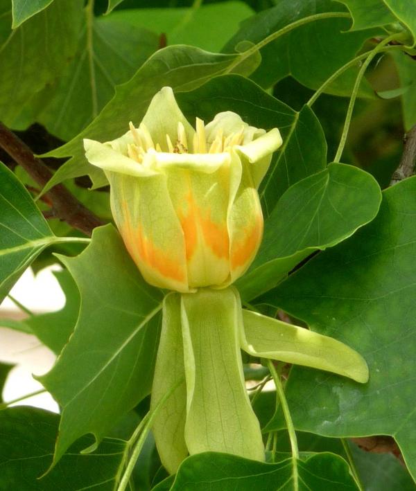 Tulip tree - planting, care, pruning and main varieties