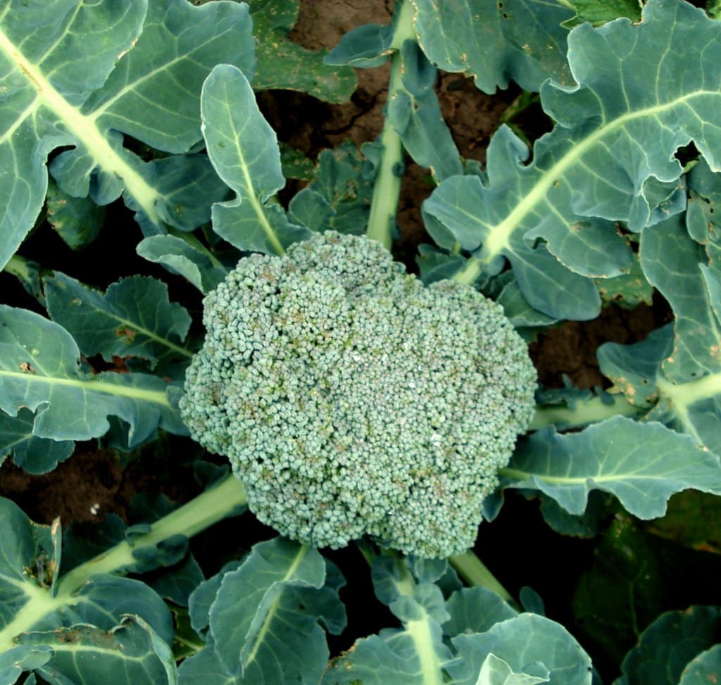 Broccoli - growing, sowing, harvesting heads broccoli