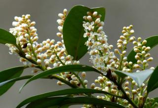 Common laurel flower
