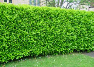 Common laurel hedge