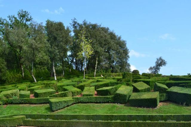 Pruning boxwood - hedges or pots, timing and method, even hard pruning