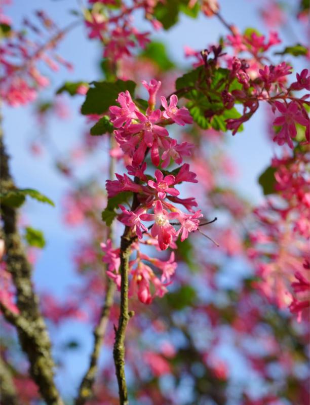 Flower Currant - Planting, Pruning And Flowering Currant Care