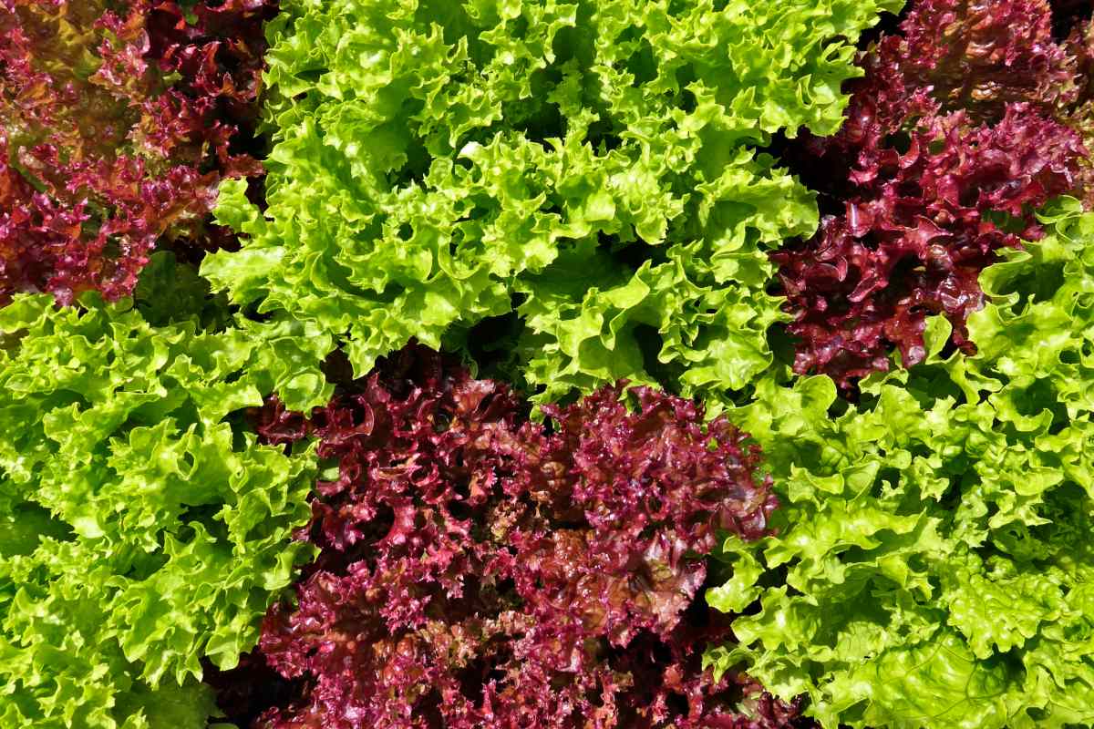 Oakleaf lettuce - sowing, growing and harvest, difference to normal lettuce