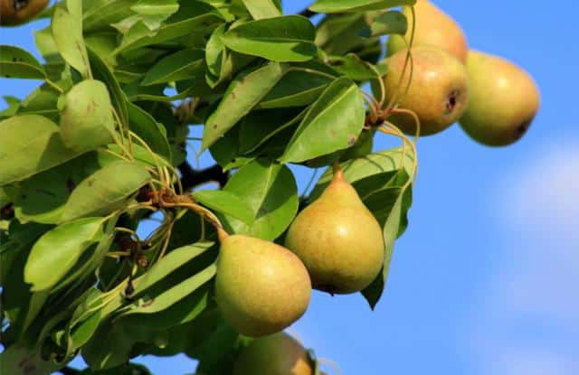 Pear tree - Growing, Pruning, and Care