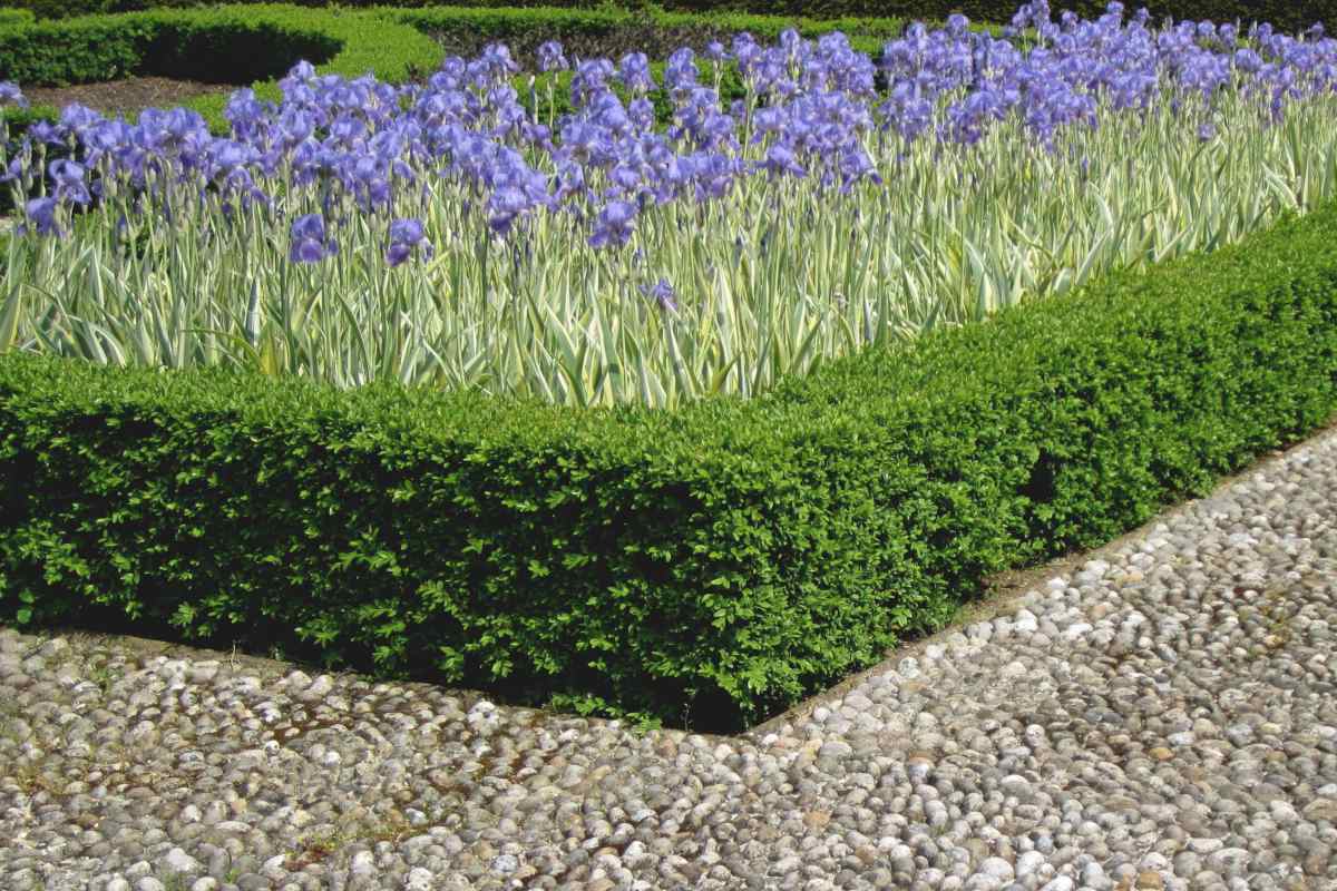 Pruning Boxwood Hedges Or Pots Timing And Method Even Hard Pruning