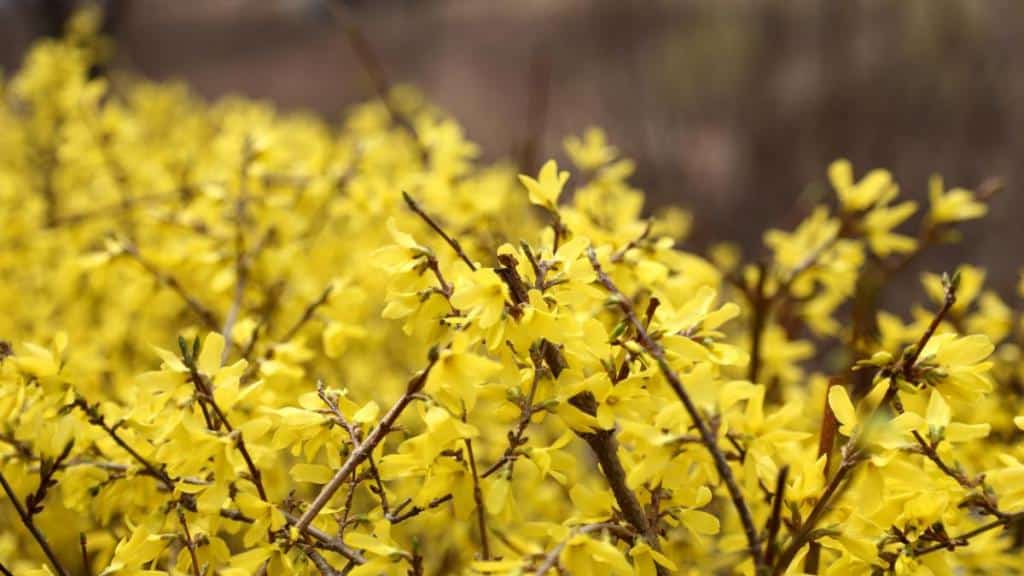 Shrub blooming calendar for Spring, Summer, Winter, Fall