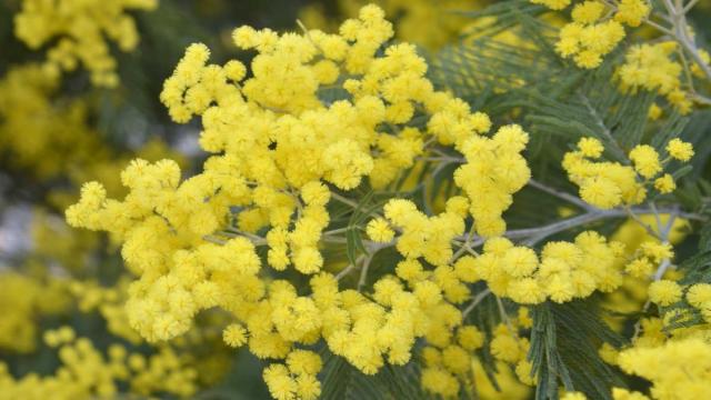 Shrub Blooming Calendar For Spring, Summer, Winter, Fall