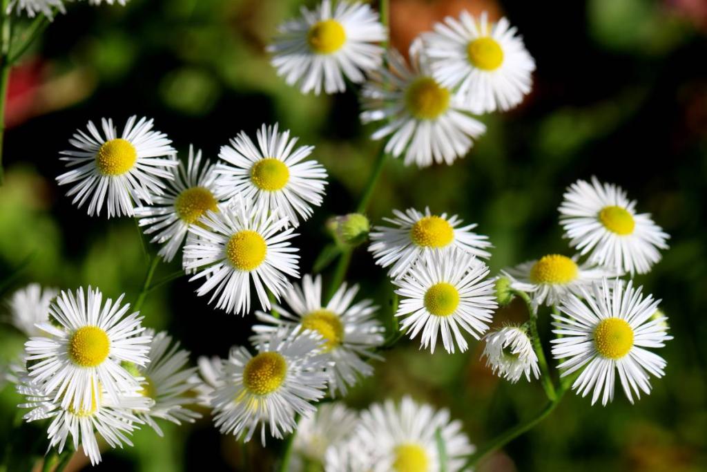 Erigeron, a cute flower that brings daisies to the next level