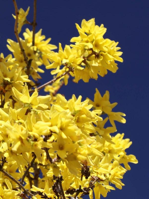 Forsythia - planting, pruning, and care for Golden Lilac