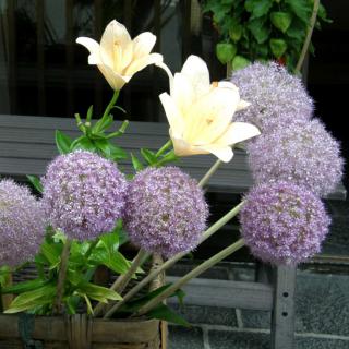 Ornamental onion bouquet