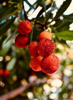 Branches of the strawberry tree loaded with fruit.