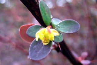 Berberis thunbergii flower