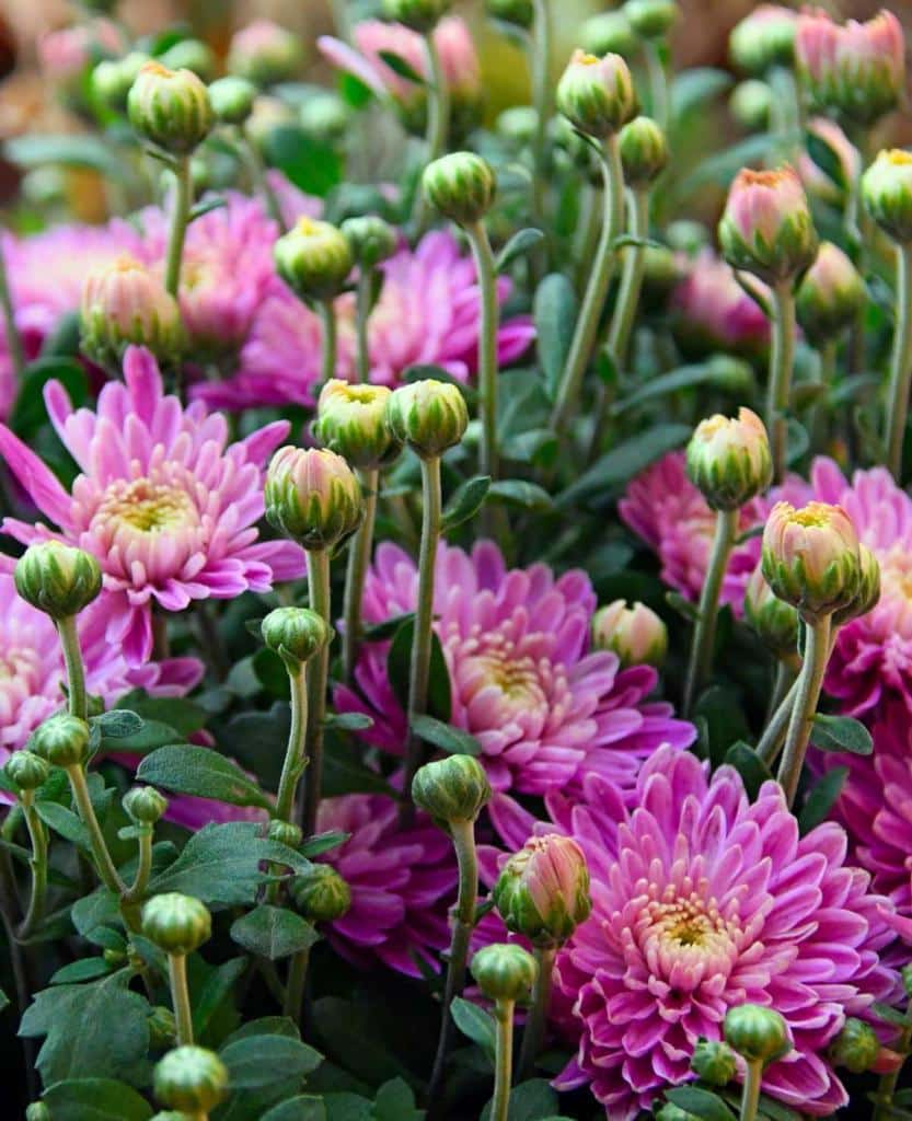 Chrysanthemum - Growing and Care