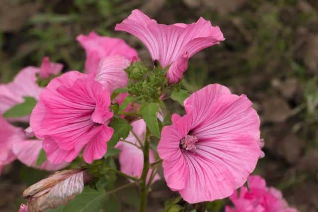 Tree mallow - planting, pruning and advice on caring for it