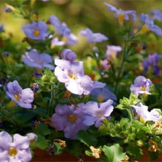 Wonderful blooming for bacopa